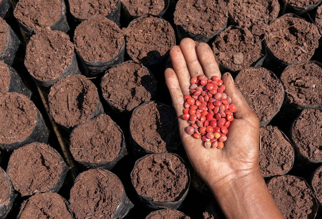 Plant a tree for free with Democratique Socks